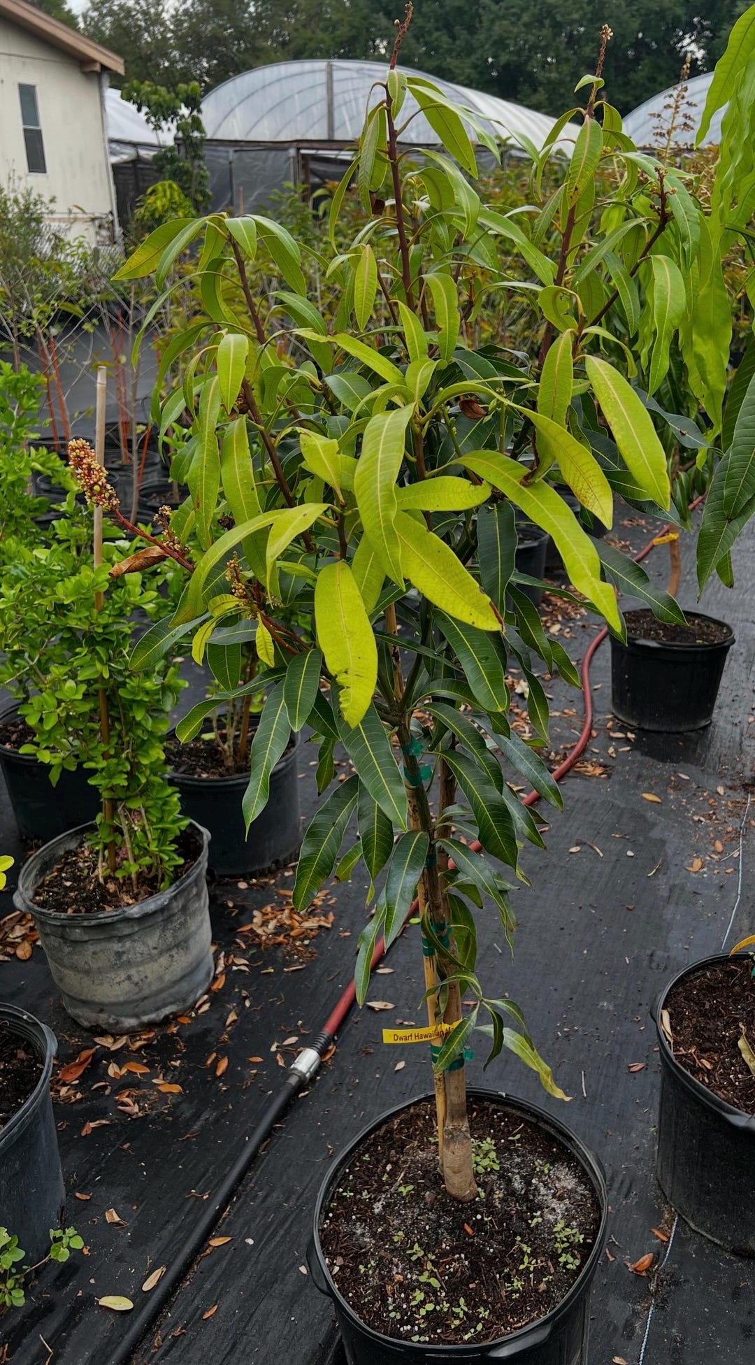 Dwarf Hawaii Mango Tree With Flowers (4 Ft Tall) No Ship California - Etsy