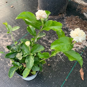 Grand duke jasmine flower plant with flower (6 inch tall ,4 inch cup)