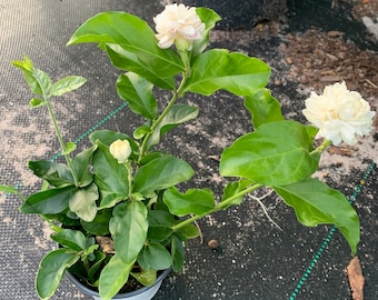 Grand duke jasmine flower plant  (6 inch tall ,4 inch cup)