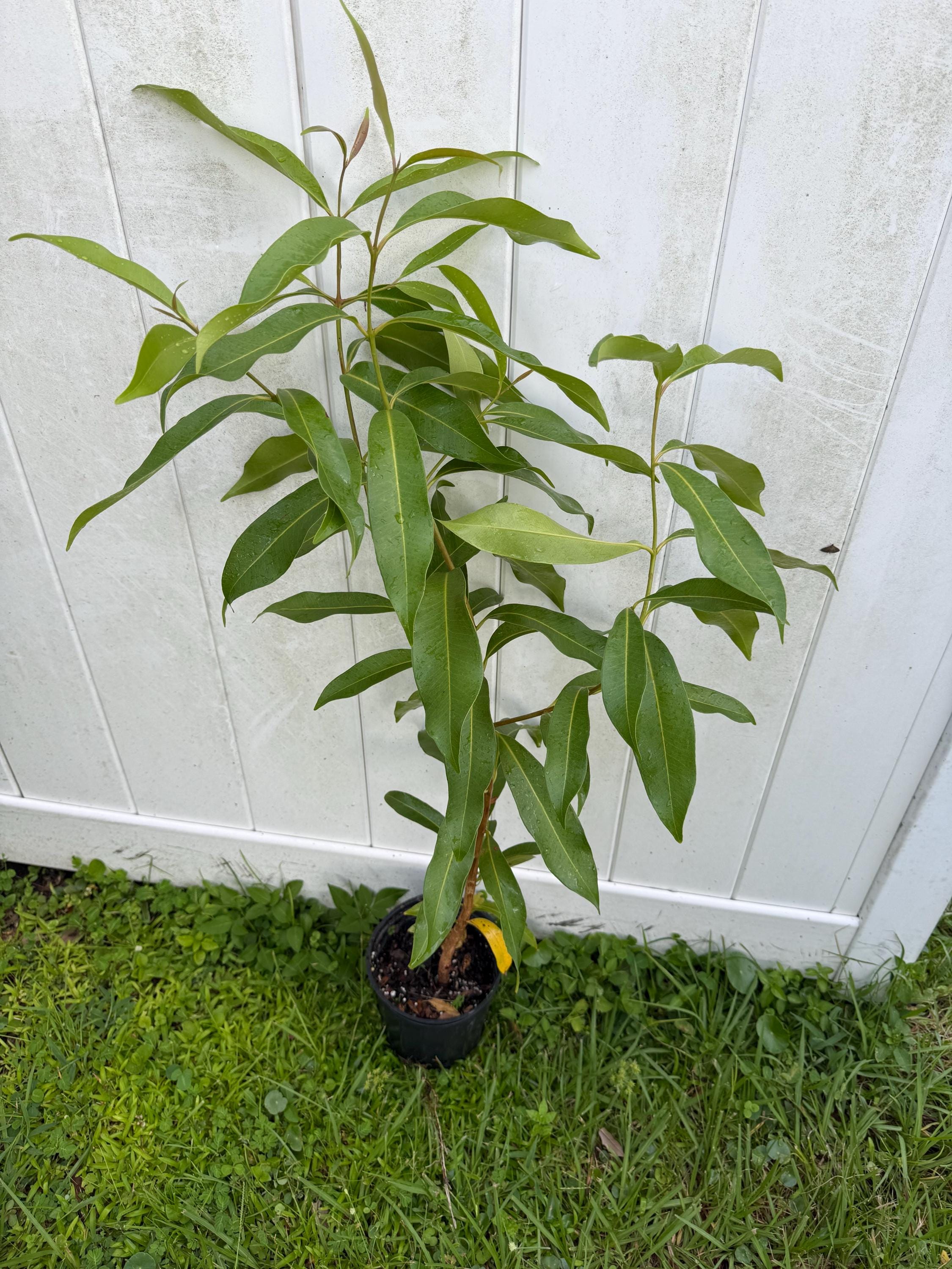 Java Plum Tree R. Bush Java Plum/ Jamun/jam Tree (1-2 Ft Tall) From Seed - Etsy