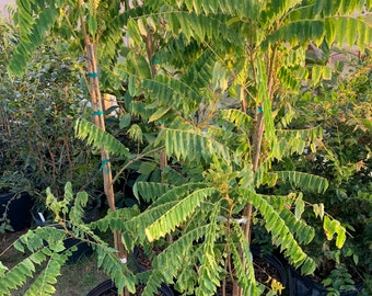 Bilimbi (sour cucumber ) tree (3-4ft tall)Will be fruiting soon(no ship California )