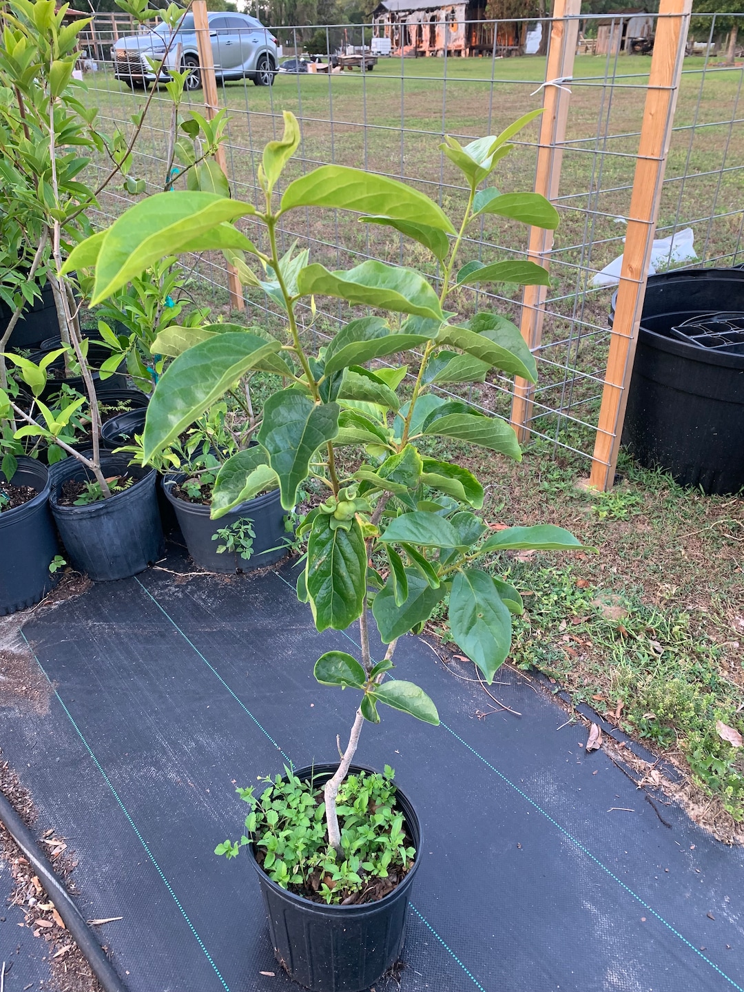 Fuyu Persimmon Tree (6 Ft Tall ) With Flowers (will Be Fruiting Soon ...