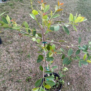 albero di guava limone con fiore (alto 3-4 piedi) nessuna spedizione California