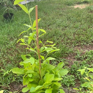 Rangon creaper vine (madhubilata)from cutting will be flowering soon(2-3 ft tall )(no ship CA and Az)