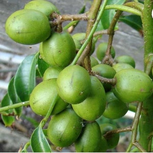 May include: A cluster of smooth, oval-shaped green fruits hanging from a woody branch. The fruits have a firm, light to medium green skin with subtle variations in tone and texture, attached to the stem by small, sturdy, light brown stalks.
