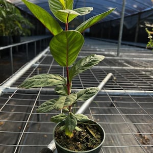 albero di guava bianco dal seme) nessuna nave CA e AZ