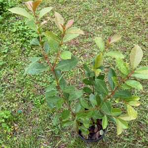 albero di guava di limone (alto 2 piedi) nessuna spedizione California