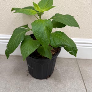 May include: A small green plant with large leaves in a black plastic pot. The plant has several large, textured green leaves and a few smaller, lighter green leaves at the top. The pot is sitting on a light gray tiled surface.