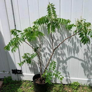 Neem tree with flower (4 ft tall)