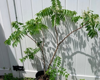 Neem tree with flower (4 ft tall)