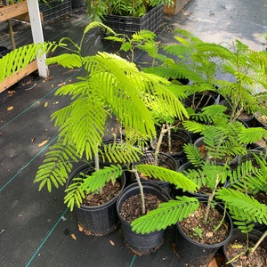 cerasee plant Cerasee Herb - NY Spice Shop main image 0
