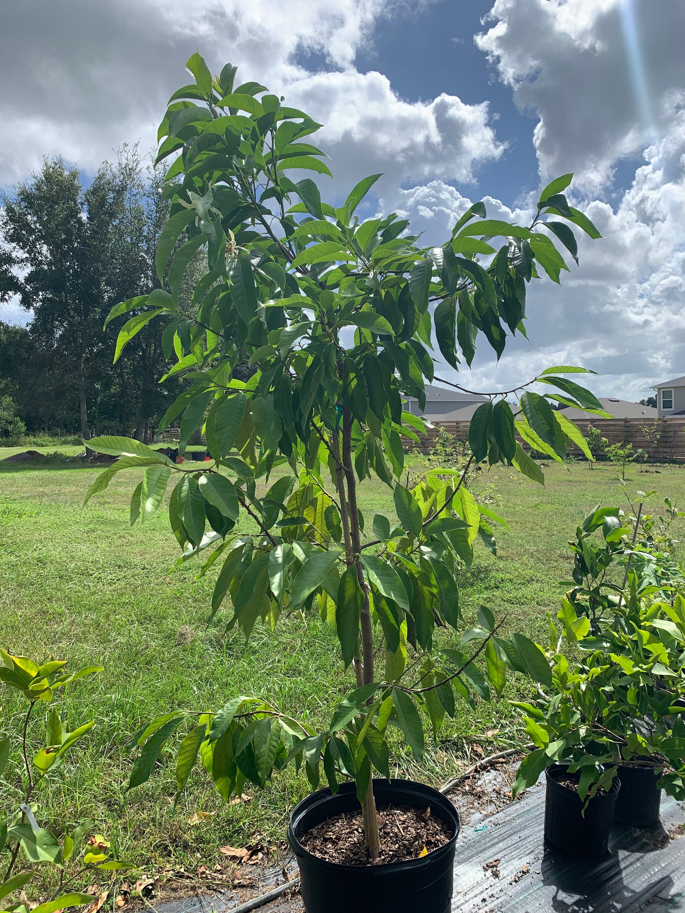White Champaca ( Michelia Alba )tree With Flower (3 Ft Tall ) No Ship ...