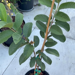 May include: A young guava tree in a black plastic nursery pot with dark green, oval-shaped leaves. The main stem is supported by a tall, light brown wooden stake secured with green plastic ties. The soil is dark brown and moist.