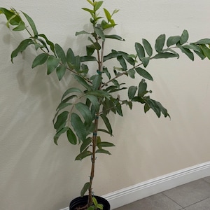 May include: A young guava tree in a black plastic pot. The tree has multiple branches with green leaves and new growth. The pot is sitting on a grey tiled floor, with a white wall in the background.