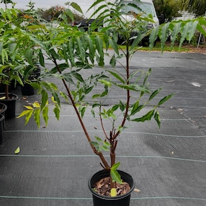 Neem tree (2 feet tall) no ship California,no international shipping also