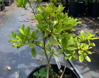 Miracle fruit tree with flower (almost 2 ft tall)