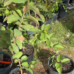 Albero di guava bianco tailandese con guava (alto 3 piedi)