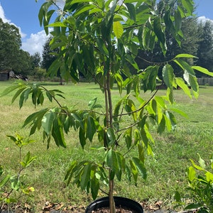Weiße Champaka (Michelia Albanien) Baum mit Blume (1,50 m hoch) ohne Schiff California