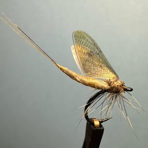May include: A detailed macro shot of a handmade fishing fly. The fly features a tan body, translucent wings with brown and green hues, and long, thin antennae. The hook is black with a gold-colored band.