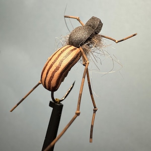 Brown Ground Beetle
