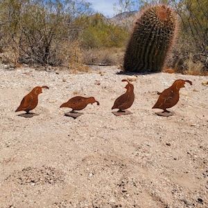 May include: Four metal quail sculptures with a rusty brown finish are displayed outdoors on a gravelly surface. The quail are in various poses, with one appearing to be pecking at the ground. A large cactus and desert vegetation are in the background.