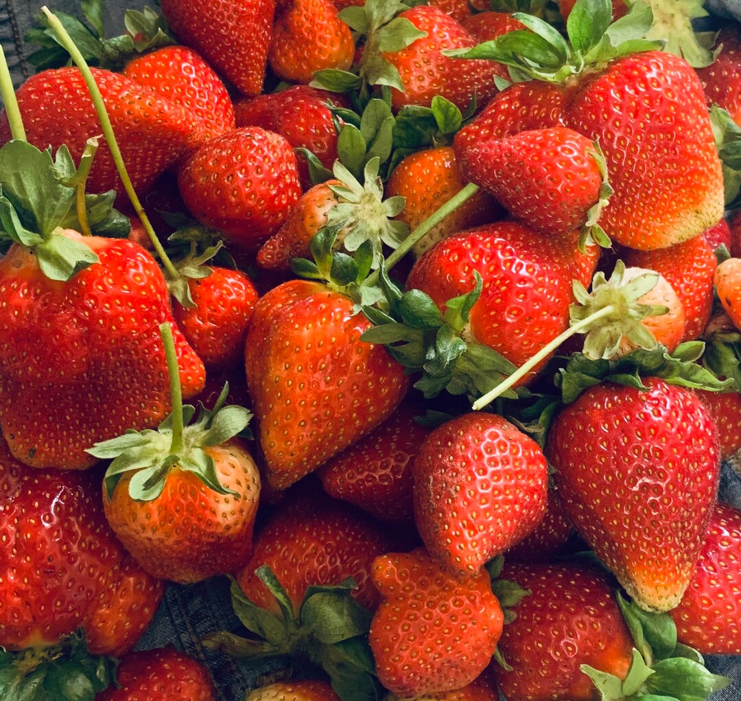 Organic Eversweet Everbearing Strawberry Plant Roots 7 for Etsy