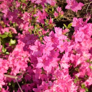 Pink Satsuki Azalea
