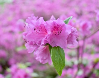 Azalee Blume