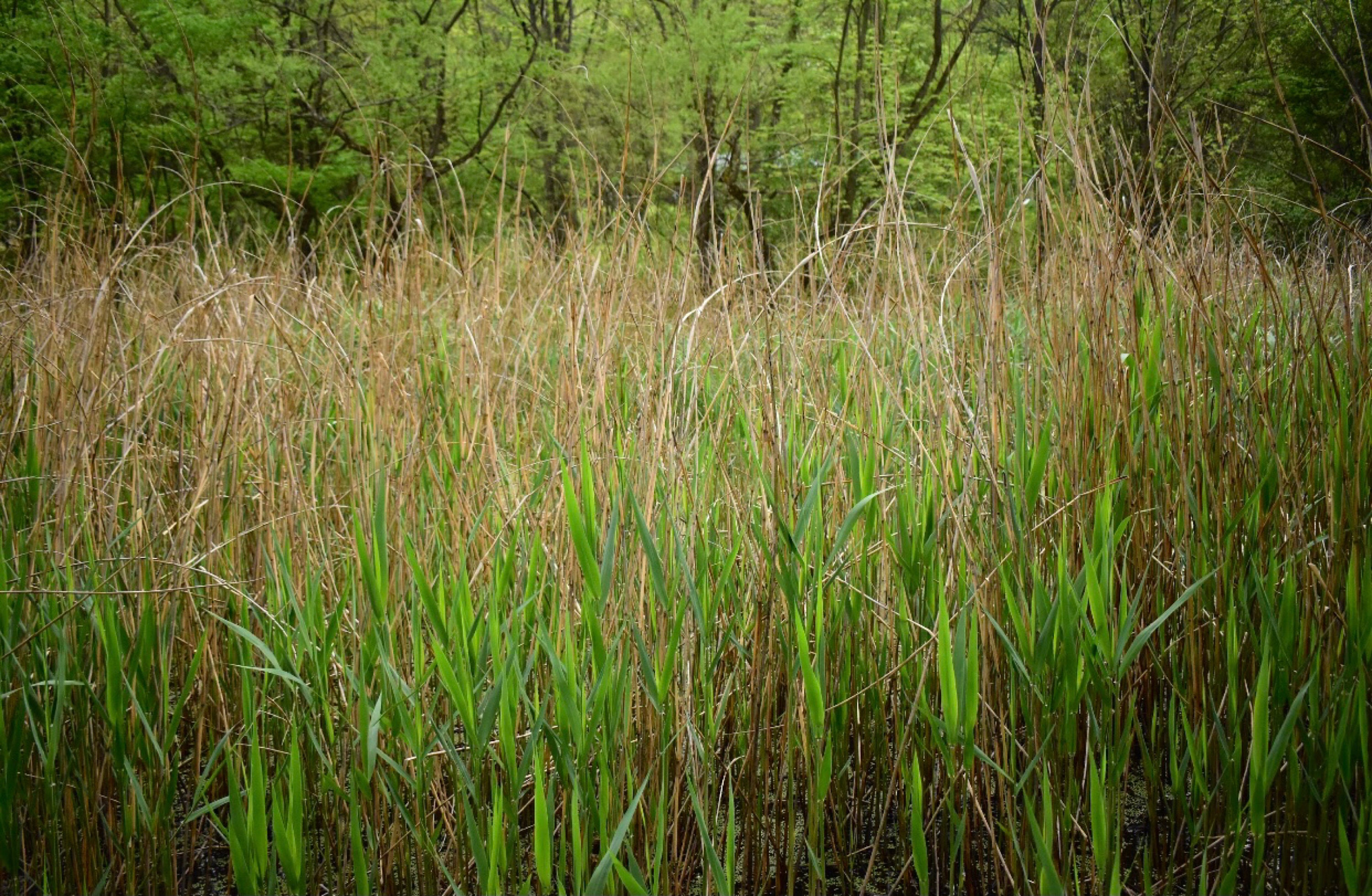 Common Reed Mt Common Reed - Etsy