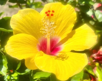 Hibiskus Rosa-Sinensis