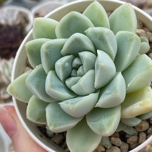 Echeveria Dodori levende plant, Koreaanse vetplantimport,