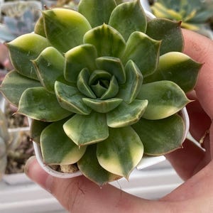 Echeveria Yousei bonte, Koreaanse vetplant, zeldzame vetplanten