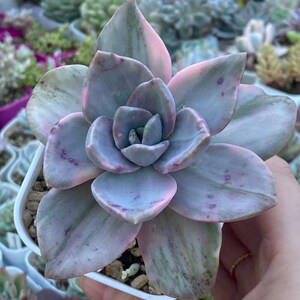 Graptoveria Bainesii f. Variegata Roślina importowana z Korei, w pełni ukorzeniona