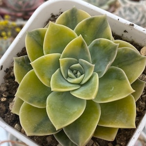 Graptoveria Harry Watson reverse Variegata,  succulent rare korean import