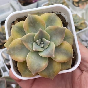 Graptopetalum Purple Delight Variegata, korean succulent