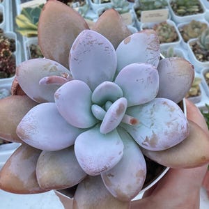 Pachyphytum Frevel, Rare korean succulent, rare succulent