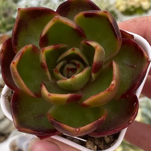 Echeveria Red Lantern, vollständig verwurzelt und gut etabliert