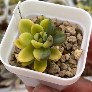 Graptoveria Purple Dream variegated, rare korean succulent