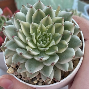 Graptoveria Silver Star Variegated Succulent, unique succulent, variegated succulent rare, succulent plants