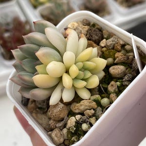 Echeveria Chrissy n Ryan variegated Korean Import, Live Succulent Plant, Succulent Plant, rare succulent
