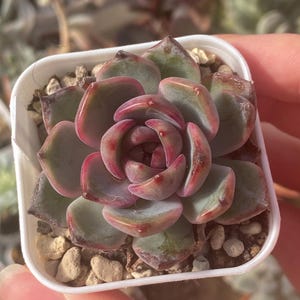 Op de afbeelding: Een close-up van een vetplant in een kleine witte vierkante pot. De plant heeft groene bladeren met rode randen en is omgeven door kleine kiezels. De afbeelding benadrukt de textuur en kleurvariaties van de plant.