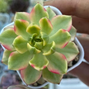 Sedeveria Letizia variegated Korean Import, Żywa roślina sukulentowa, Roślina sukulentowa, rzadki sukulent