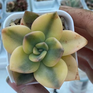 Graptoveria Bainesii f. Variegata Roślina importowana z Korei, w pełni ukorzeniona