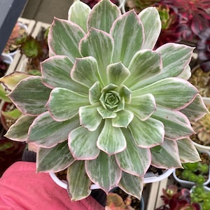 Aeonium Emerald City bunt gemischt, fest verwurzelt und gut etabliert