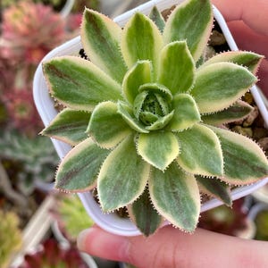 Aeonium Simsii ist bunt gemischt, gut verwurzelt und gut etabliert