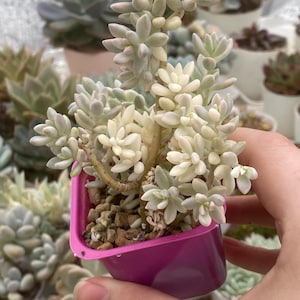 Graptopetalum Mirinae variegata, korean import succulent