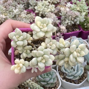 Graptopetalum Mendozae variegata, korean import succulent