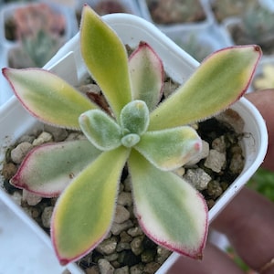 Echeveria Pulv Oliver variegated,  korean succulent