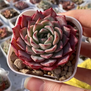 Echeveria Leemon planta viva, importação de planta suculenta coreana,