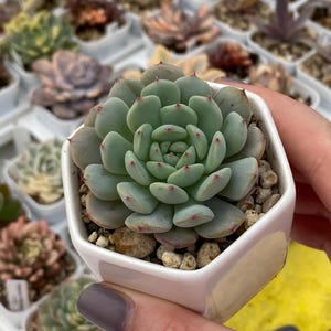 Echeveria White Farm, levende plant, Koreaanse vetplantimport